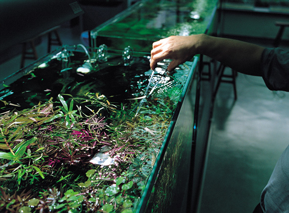 STORY 01 - Scissors | ADA