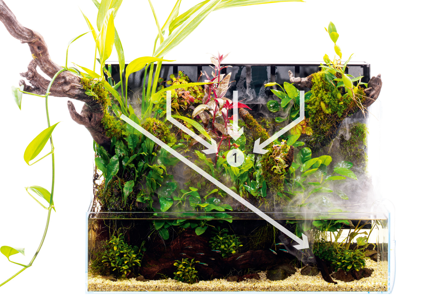 ADA Review 「アクアテラリウムのレイアウト構成」 | AQUA DESIGN AMANO