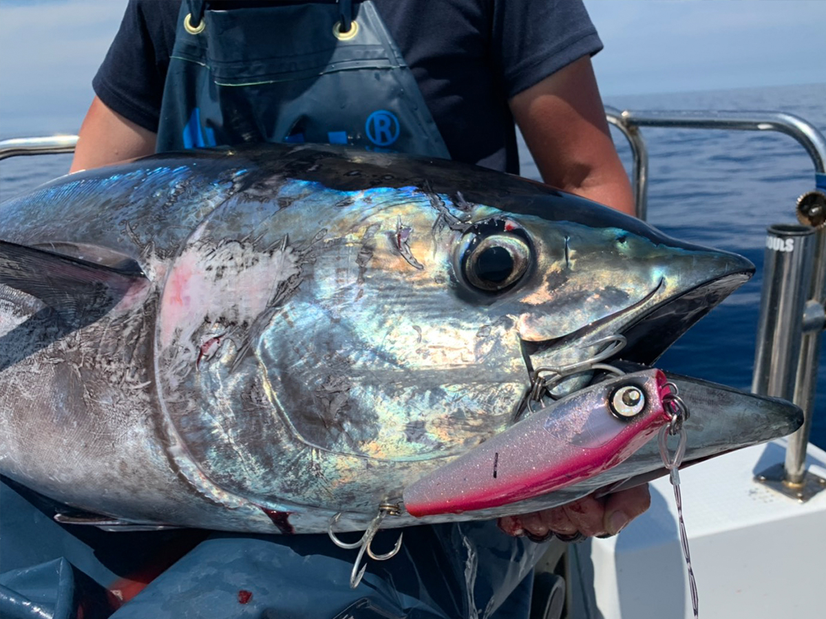 Giulia | Atoll アトール