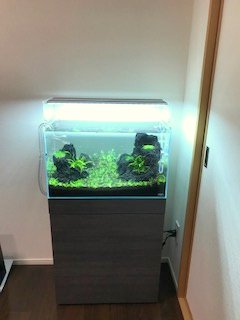 ☆新規水槽 設置☆ SYSTEM 60 | アクアレビュー｜ADA正規代理