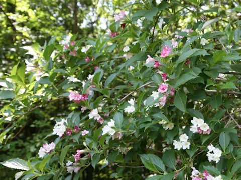 ハコネウツギ (Weigela coraeensis)
