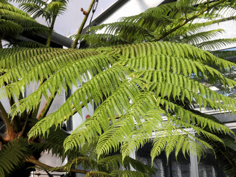 ヘゴ (Cyathea spinulosa)