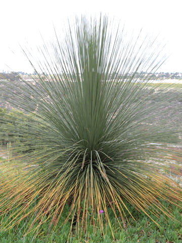 ダシリリオン・ロンギッシムム (Dasylirion longissimum)