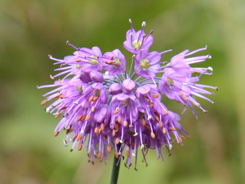 ヤマラッキョウ (Allium thunbergii)