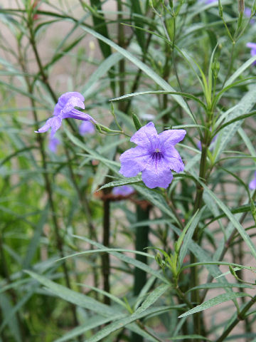 ヤナギバルイラソウ (Ruellia brittoniana)