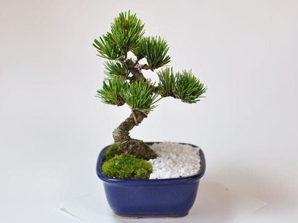 お手頃価格な格安お試し盆栽 五葉松 青鉢の盆栽を販売｜入門は盆栽妙