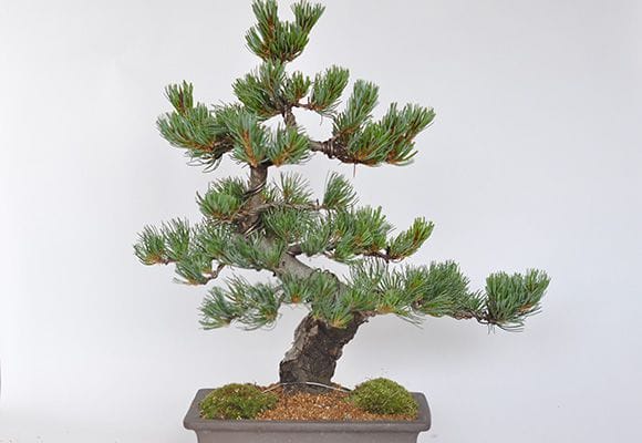 高松盆栽 五葉松 「威風堂々」を販売 ｜盆栽妙 – 盆栽妙 本店