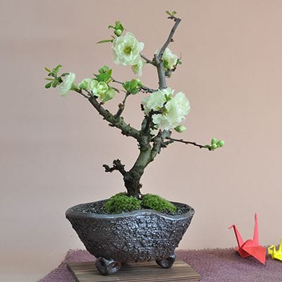 23号鉢(幅69～71cm)の販売｜盆栽鉢の盆栽妙 – 盆栽妙 本店