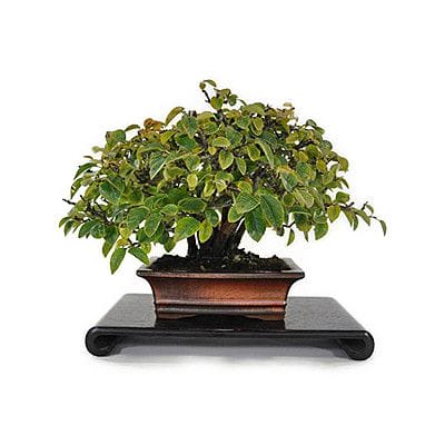 一点物 匠の盆栽】カリンの盆栽を販売｜盆栽妙 – 盆栽妙 本店