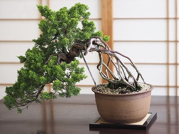 懸崖の根上がりの真柏｜盆栽妙 – 盆栽妙 本店