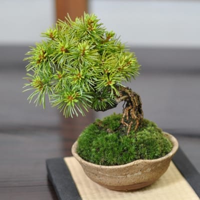 赤石五葉松 中品の盆栽を販売｜盆栽妙 – 盆栽妙 本店