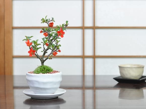 母の日の花盆栽 ミニ長寿梅 樹齢3年 万古焼鉢｜プレゼントに盆栽妙