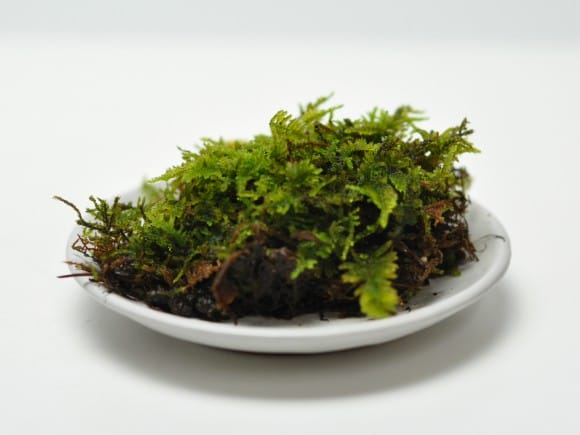 這苔(ハイゴケ)大トレー(5枚セット)を販売｜盆栽妙 – 盆栽妙 本店