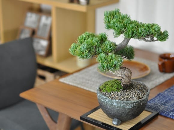高松盆栽 別格五葉松の盆栽を販売｜盆栽妙 – 盆栽妙 本店