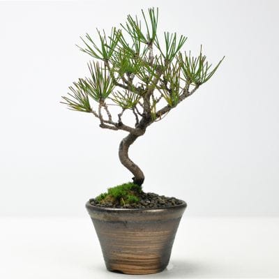 黒松 石付きの盆栽を販売｜入門は盆栽妙 – 盆栽妙 本店