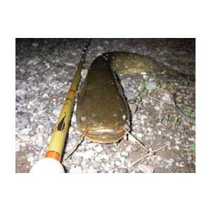 SMITH/スミス 鯰人/ナマンチュ NAZ-69M - 【バス・トラウト・ソルトの