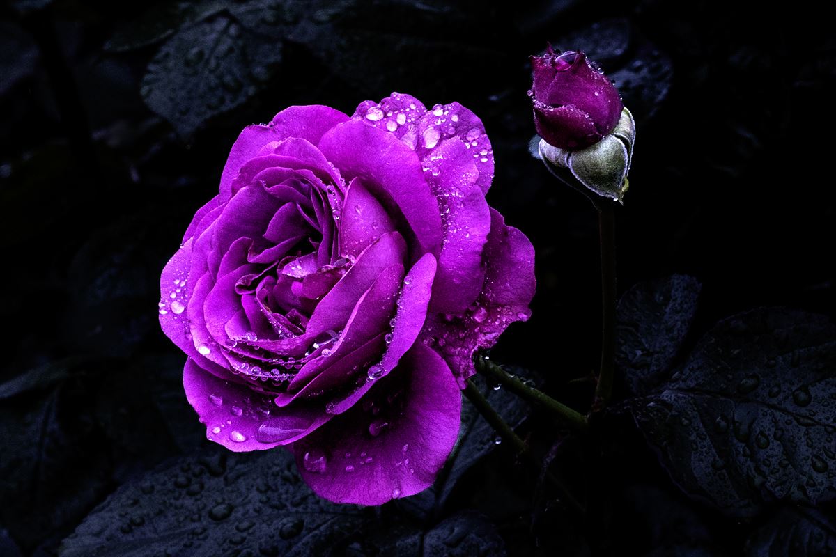 ばら部門-ばらのまちかのやフォトコンテスト2024