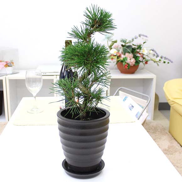 黒松 クロマツ｜観葉植物Dictionary｜ブルーミングスケープ