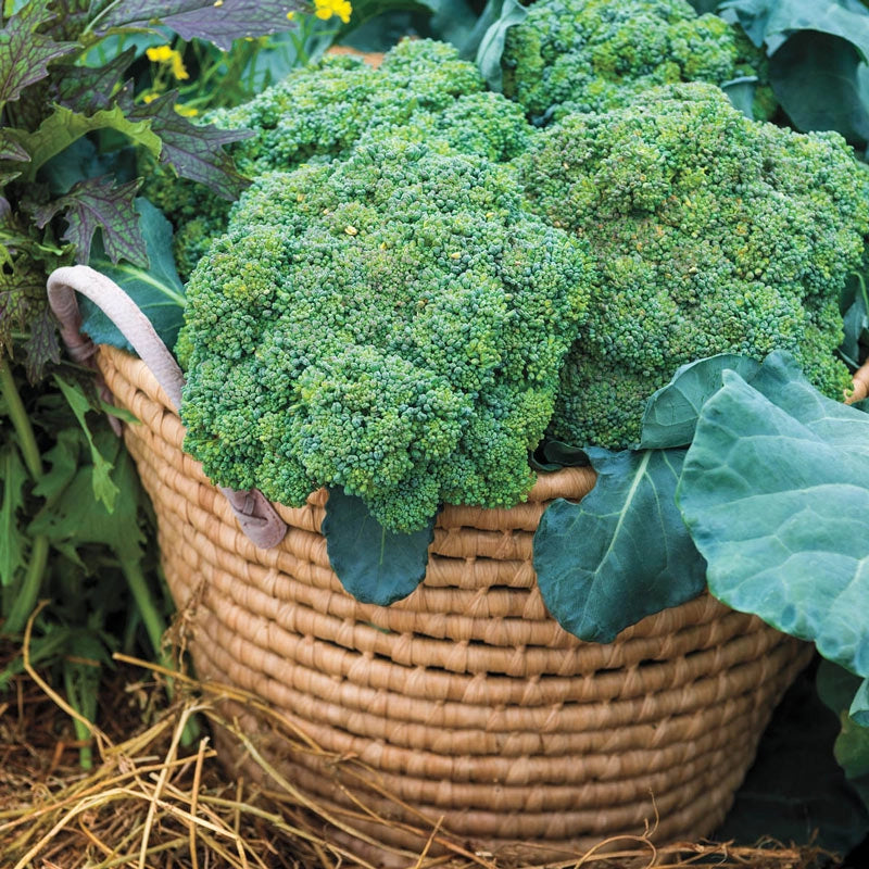 Gurney's Blue Ribbon Hybrid Broccoli | Gurney's Seed & Nursery Co.