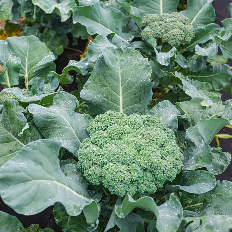 Gurney's Blue Ribbon Hybrid Broccoli | Gurney's Seed & Nursery Co.