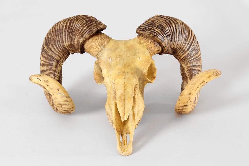 Sheep skull trophy with horns | Hire & Rental | Granger Hertzog