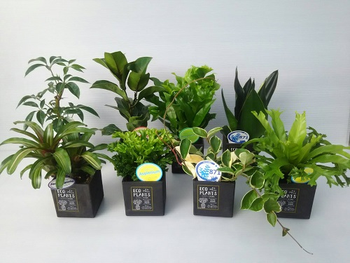 ECOPLANTS Bセット 4号鉢 タクト アレンジ鉢 | ホームセンター通販は