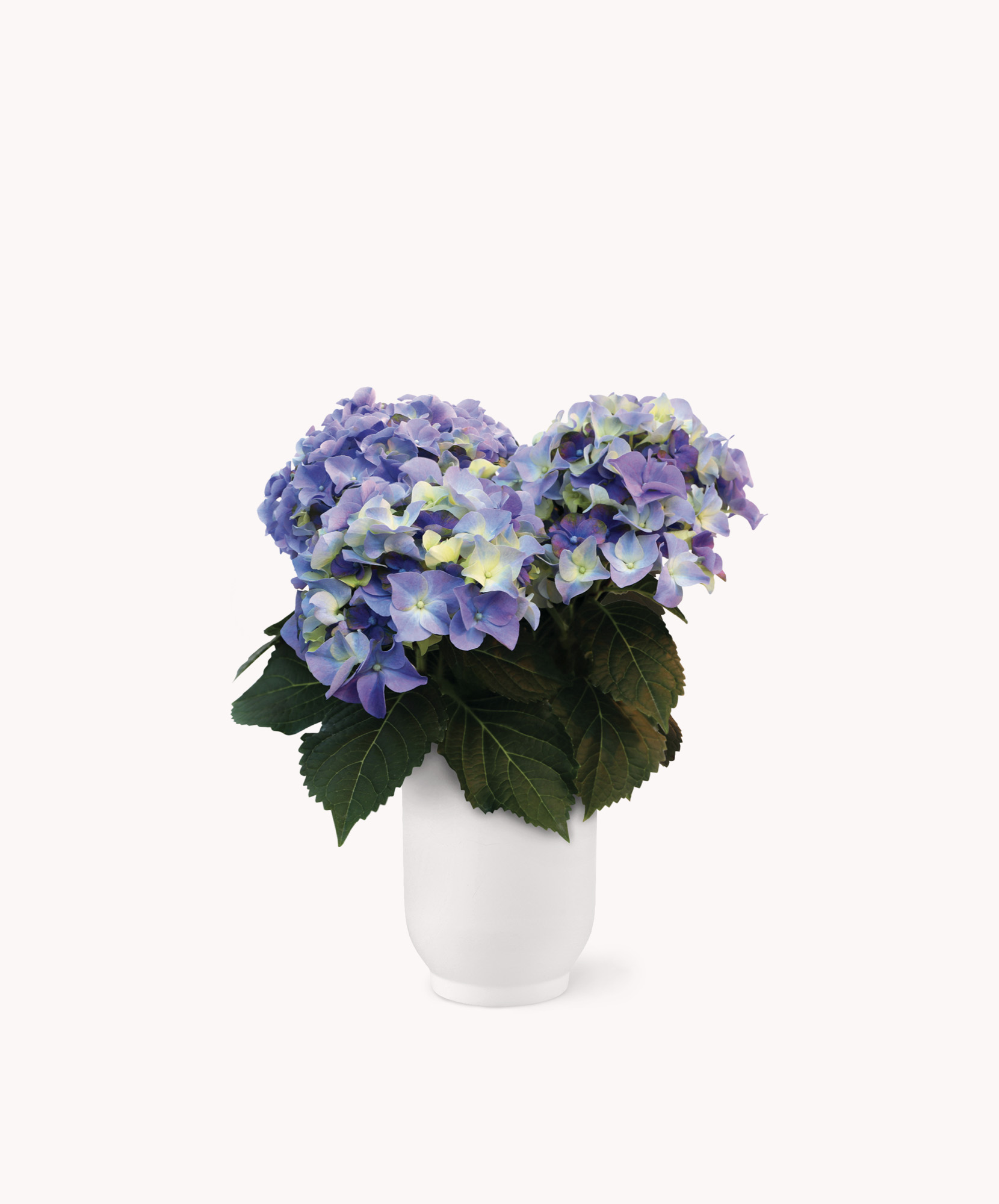 Periwinkle Hydrangea