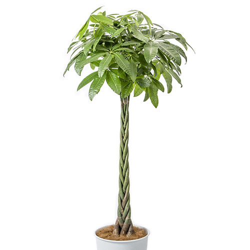 観葉植物「パキラ」10号白カバー | 法人企業様への胡蝶蘭・フラワー