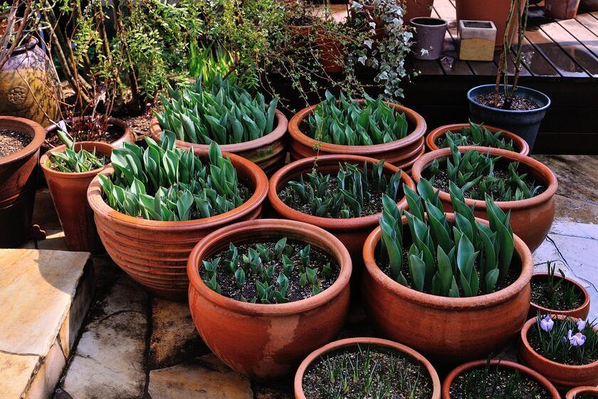 僕のお気に入りのテラコッタ鉢コレクション - 「風景」をつくる