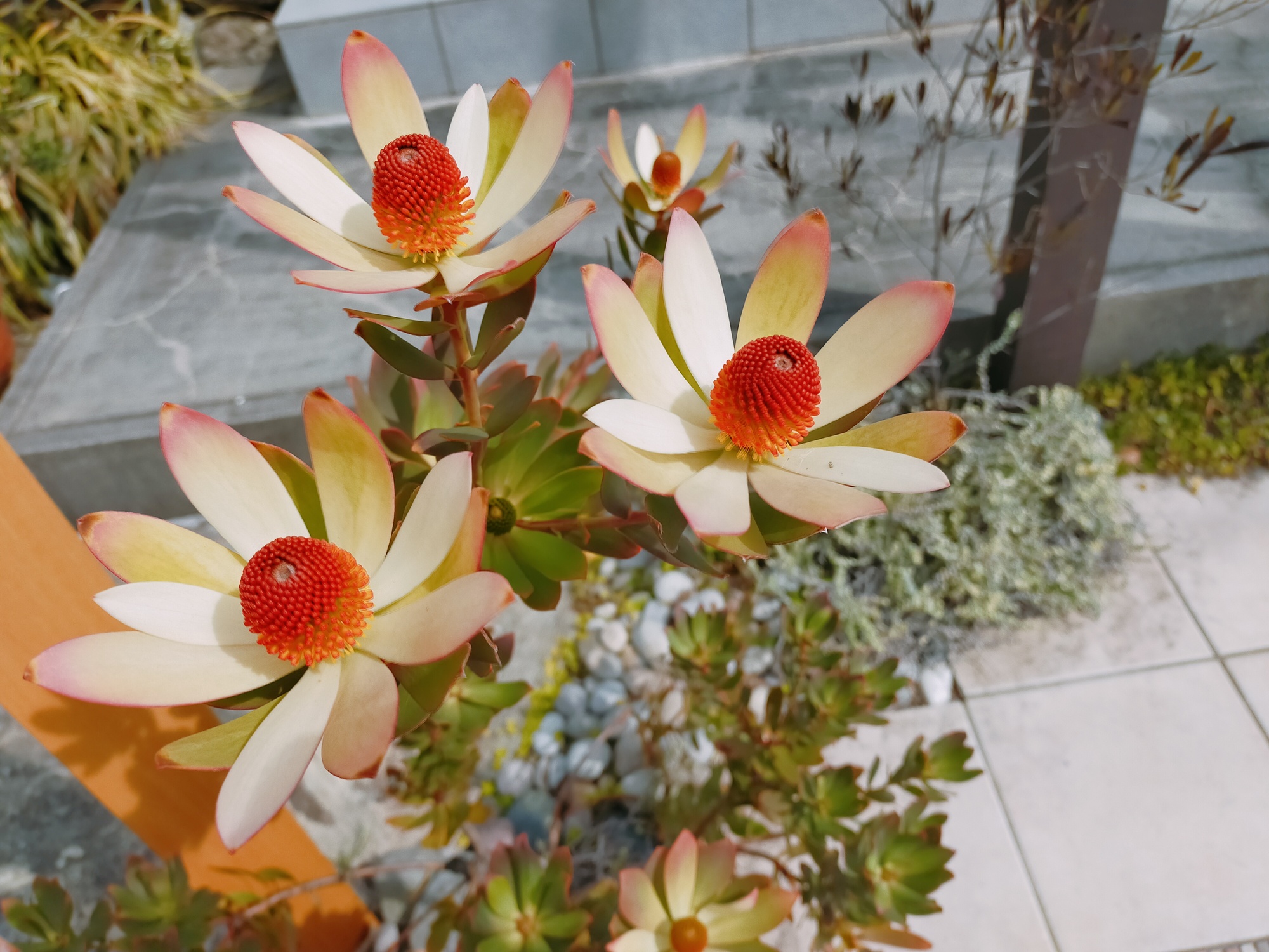 リュウカデンドロン ”サマーサン”