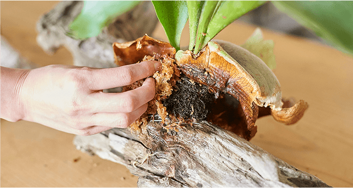 お部屋にカッコよく飾りたい！観葉植物（ビカクシダ）の上手な着生方法