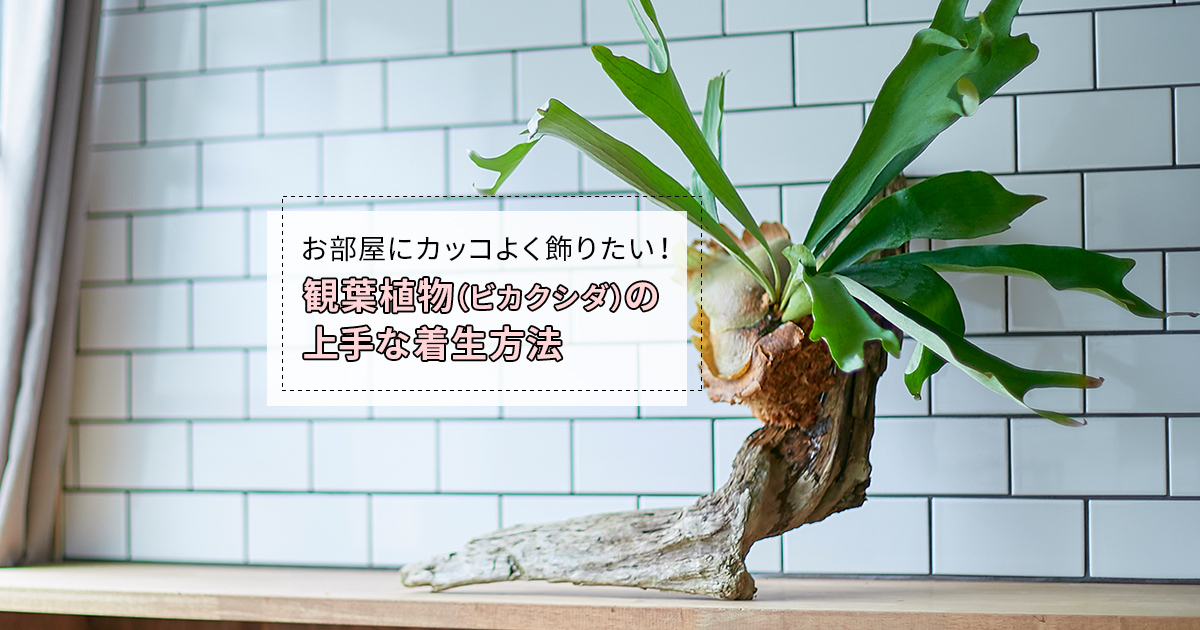 お部屋にカッコよく飾りたい！観葉植物（ビカクシダ）の上手な着生方法