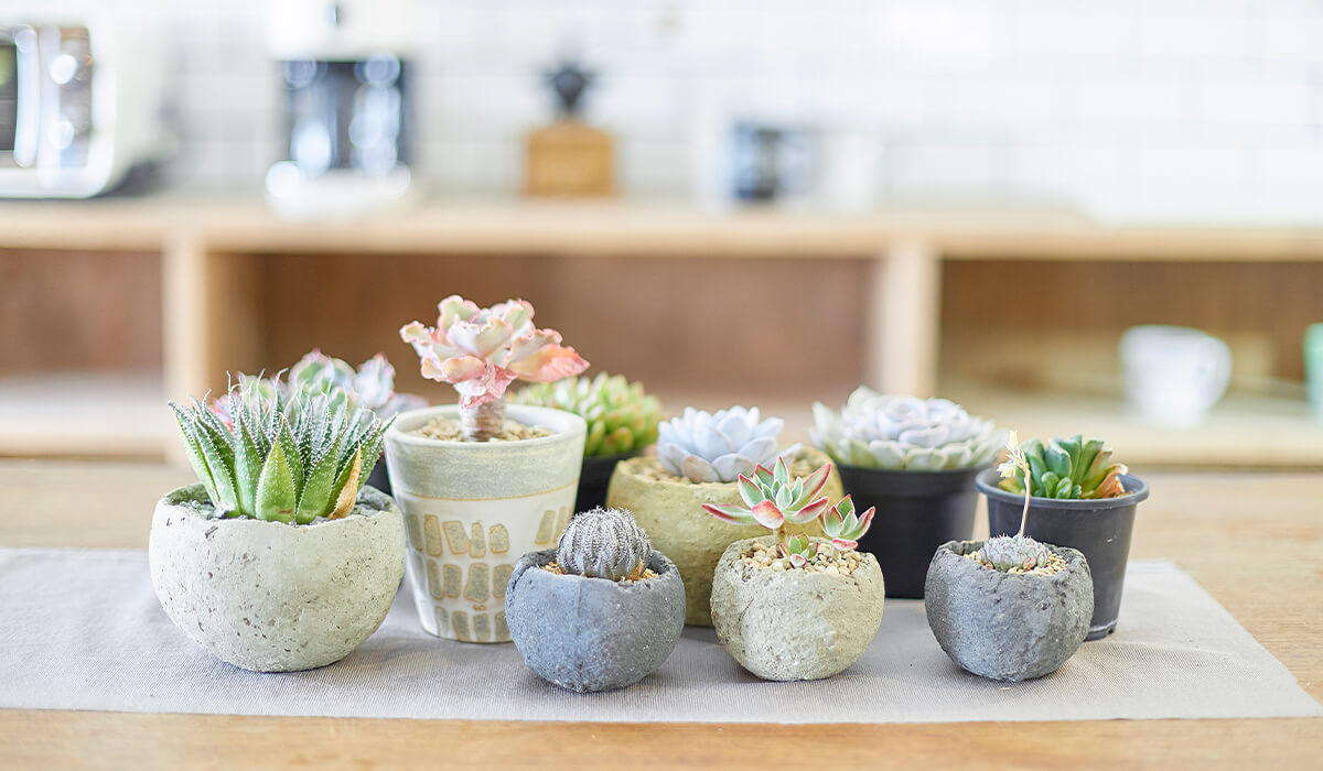 初心者でも大丈夫 多肉植物の上手な増やし方 | お掃除用品・お掃除