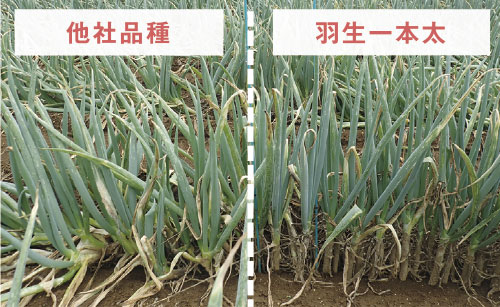 ねぎ 関羽一本太 ペレット種子5千粒 （株）トーホク : グリーンロフト