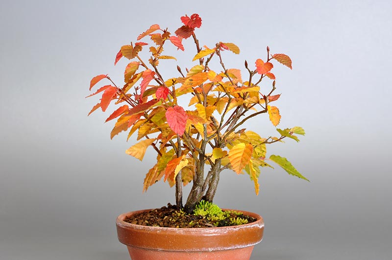 アカシデM（あかしで・赤四手｜アカメソロ・あかめそろ）雑木盆栽の