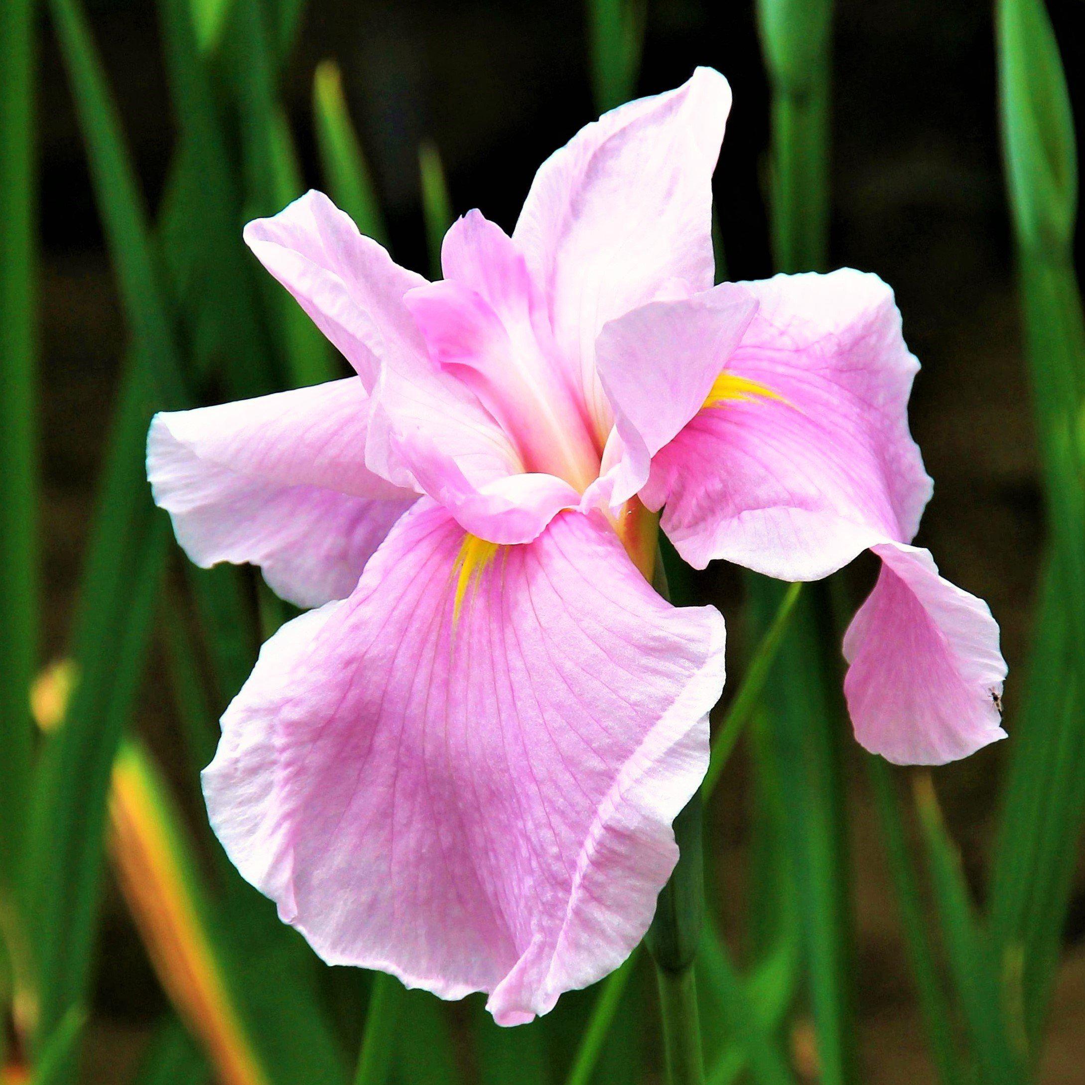 Pink Japanese Iris Rhizomes For Sale | Pink Lady – Easy To Grow Bulbs