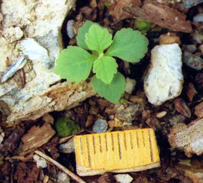 ムラサキシキブ 抜き苗⑨ 紫式部 実生発芽 充実苗 ムラサキシキブ 抜き