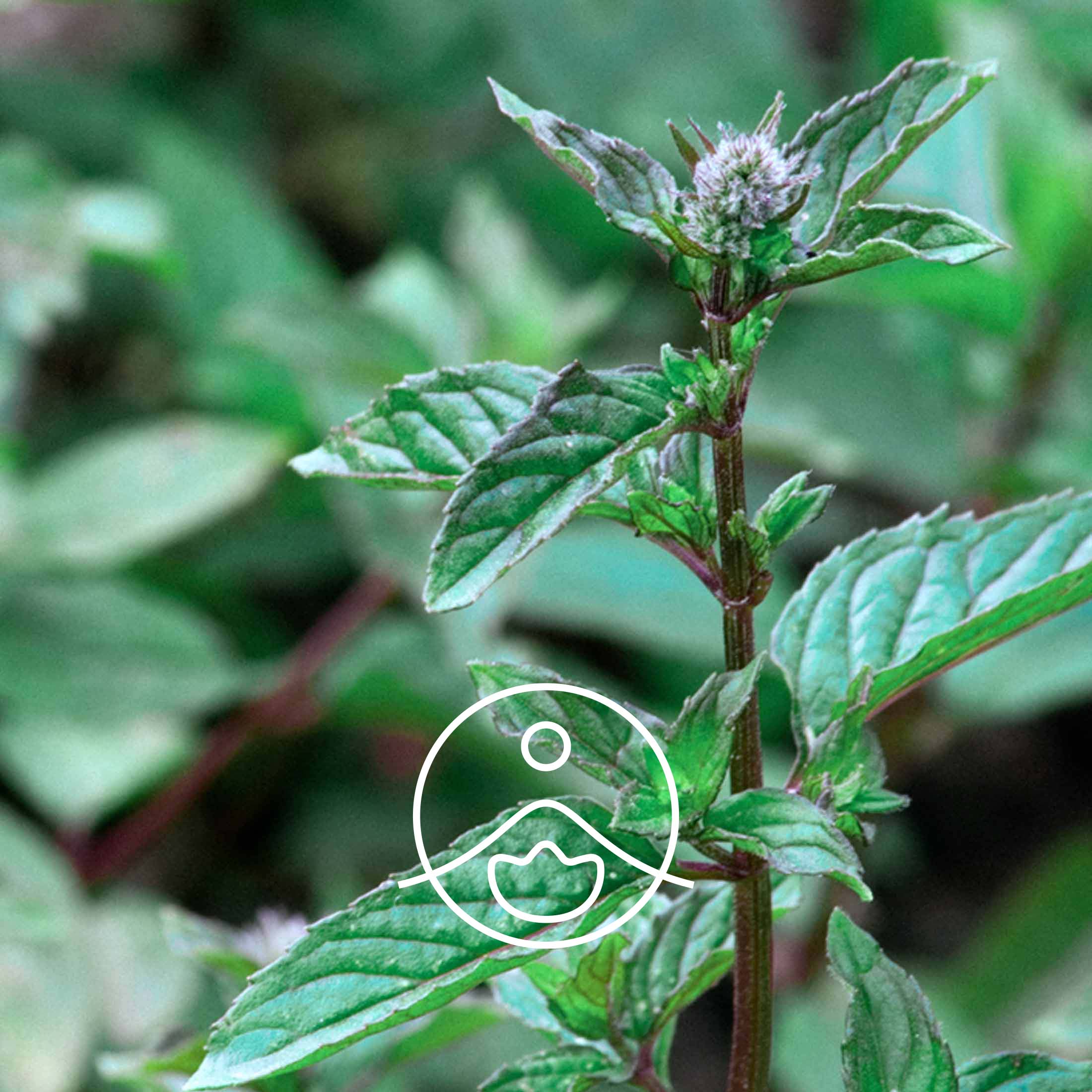 ペパーミント（オーガニック）｜エッセンシャルオイル（精油・アロマ