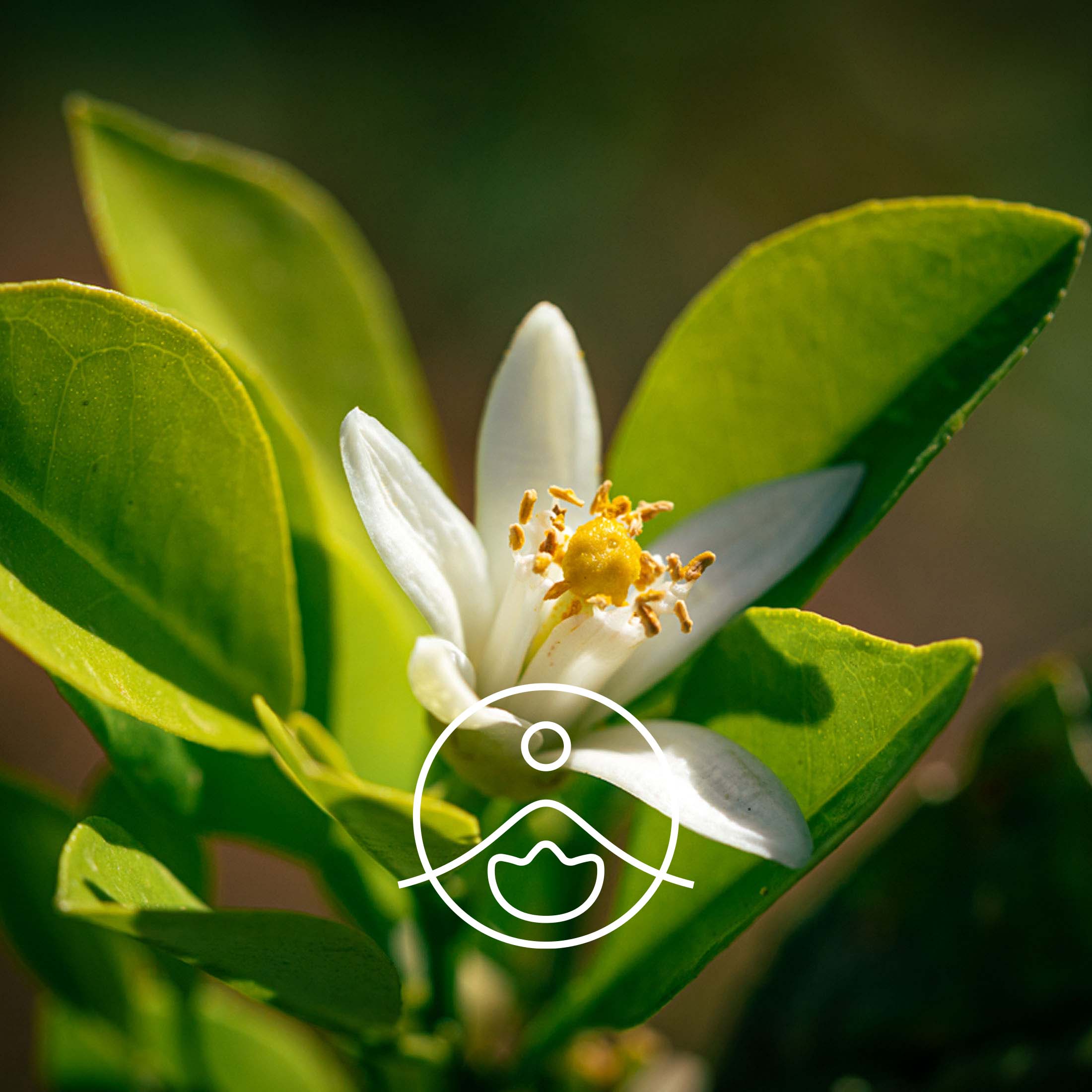 ネロリ（オーガニック）｜エッセンシャルオイル（精油・アロマオイル