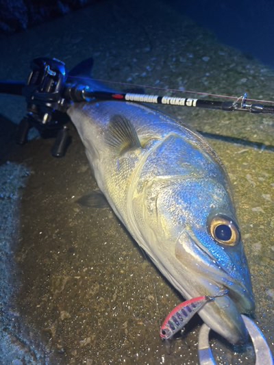 冒険の書】 ブルーシャ51インプレ