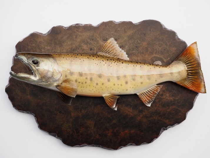 剥製価格表】 魚類剥製 フィッシュクラフト マツモト