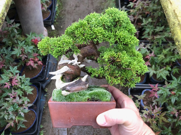 糸魚川真柏（シンパク）