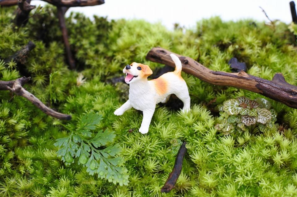 コケリウムフィギュア 犬 ジャック・ラッセル・テリア｜苔（コケ）の