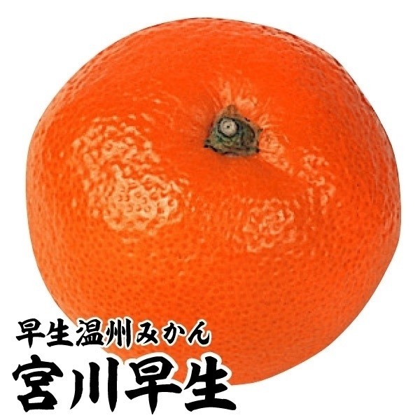 国華園オンラインショップ / 激安カンキツ苗