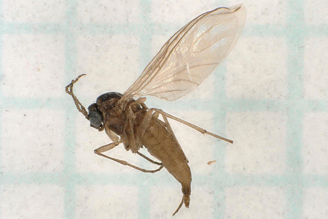 虫図鑑｜国際衛生株式会社