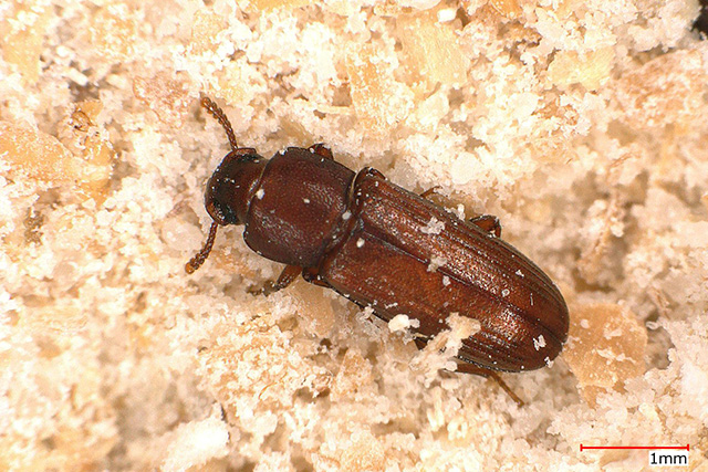 虫図鑑｜国際衛生株式会社