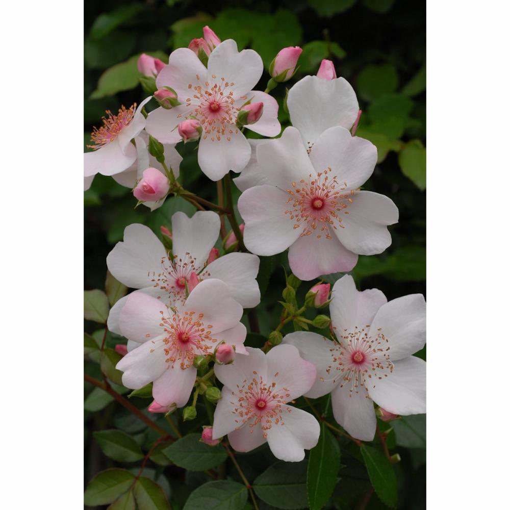 完売御礼【バラ予約】 バラ大苗 ピンク サクリーナ 【申込期限：2月