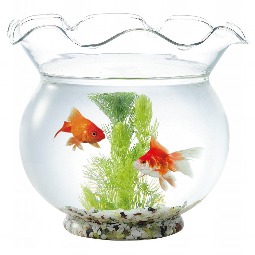 GEX 匠の技 金魚鉢 中 の通販 | ホームセンター コメリドットコム