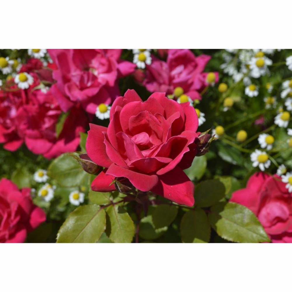 バラ予約】 バラ大苗 ダブル ノック アウト 【申込期限：2月22日