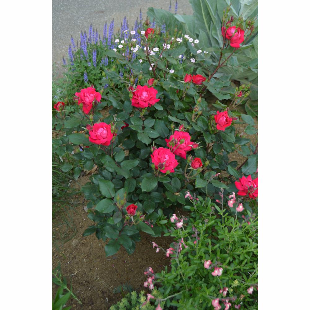 バラ予約】 バラ大苗 ダブル ノック アウト 【申込期限：2月22日